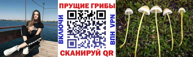 Псилоцибиновые грибы Magic Shrooms  Абдулино 